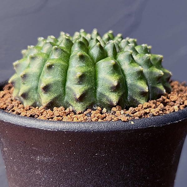 Amazon.co.jp: サボテン：ギムノカリキウム 無刺牡丹玉石化 2.5号
